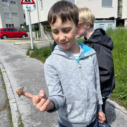 Schmetterling 