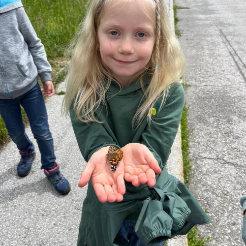 Schmetterling 