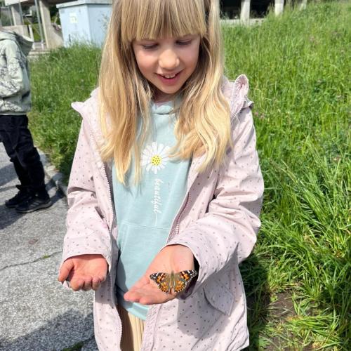 Schmetterling 