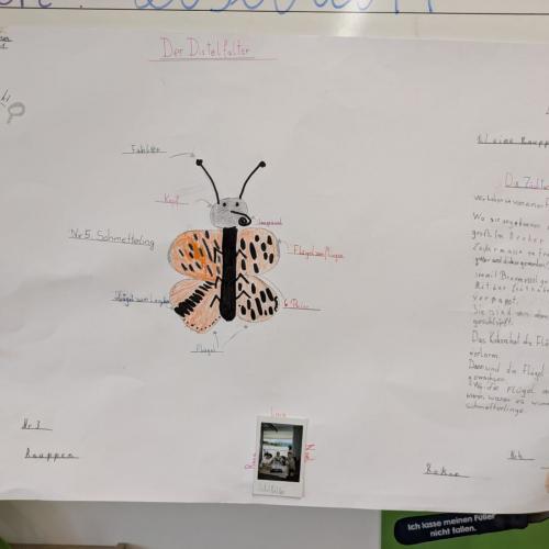 Distelfalter