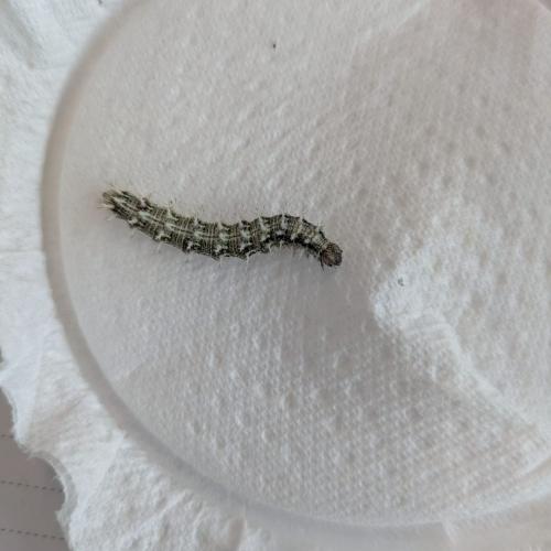 Schmetterling 