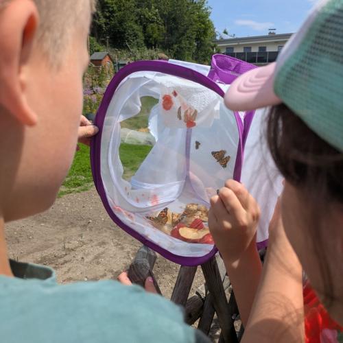 Schmetterling 