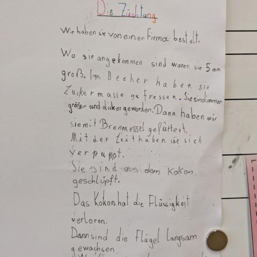 Distelfalter